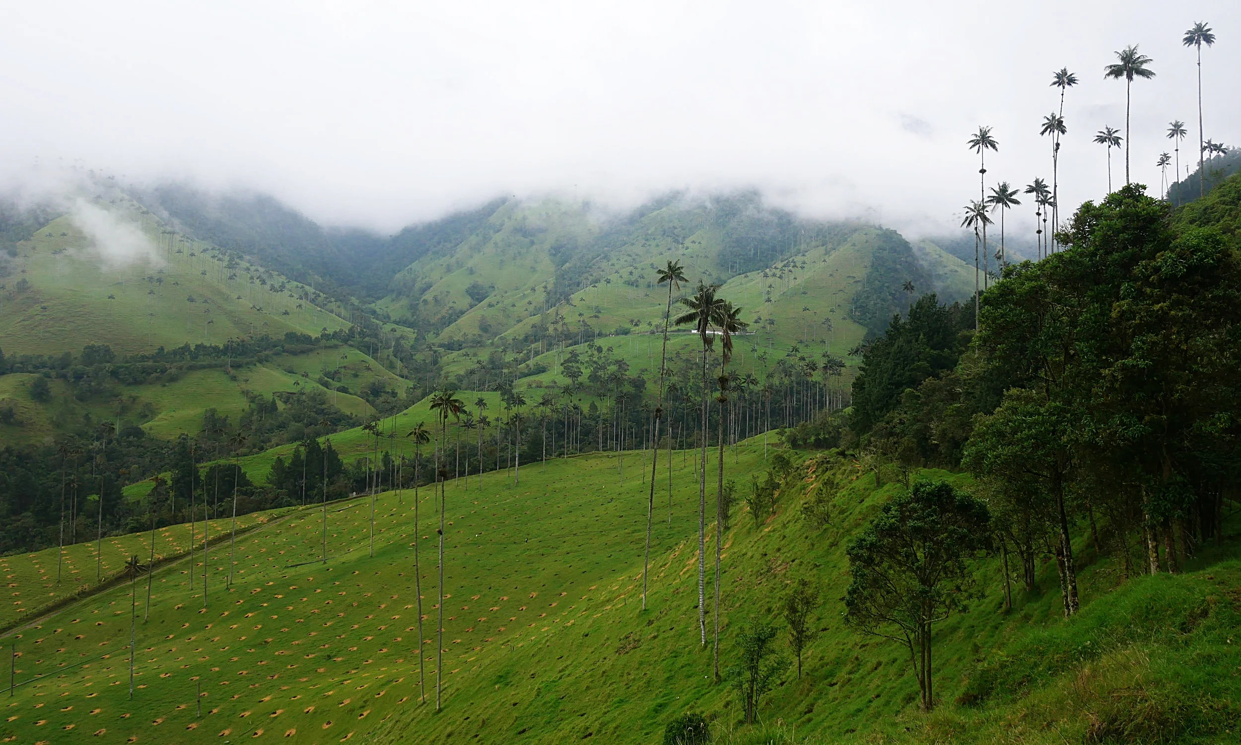 7 Reasons Why You'll Adore Salento, Colombia