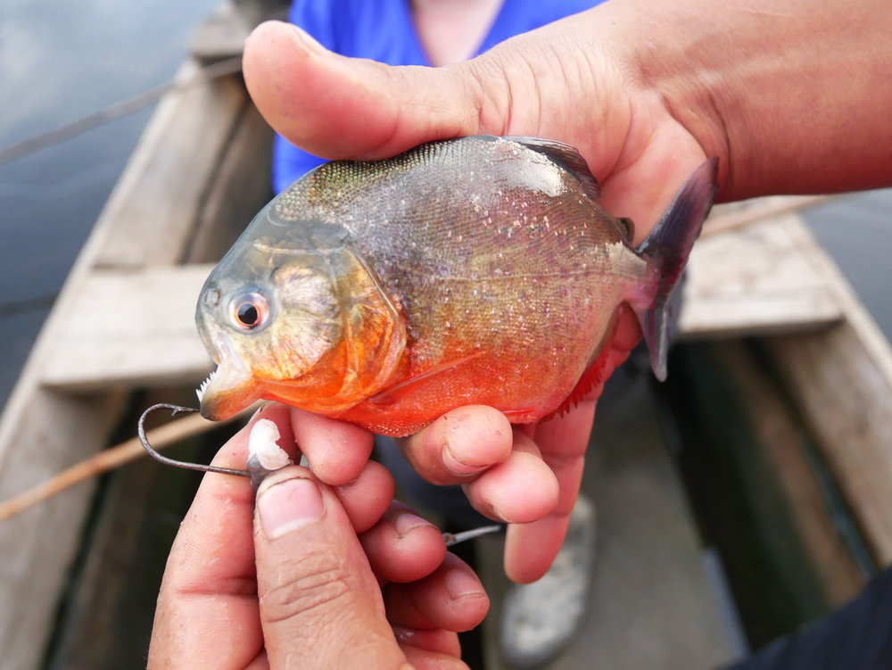What It S Really Like To Trek The Amazon Rainforest The Beauty Backpacker
