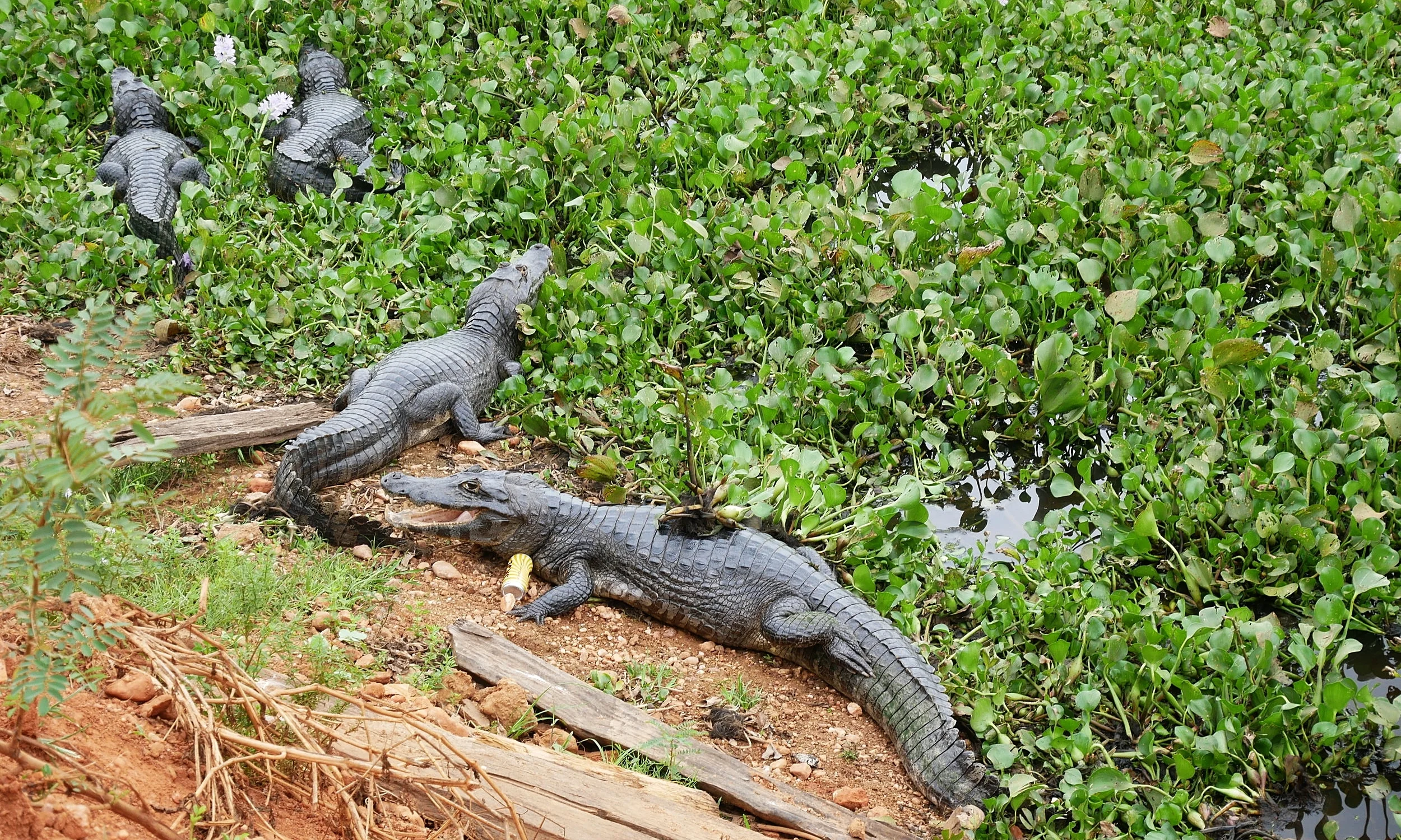 Why Brazil's Pantanal Wetlands Are Better than the Amazon 