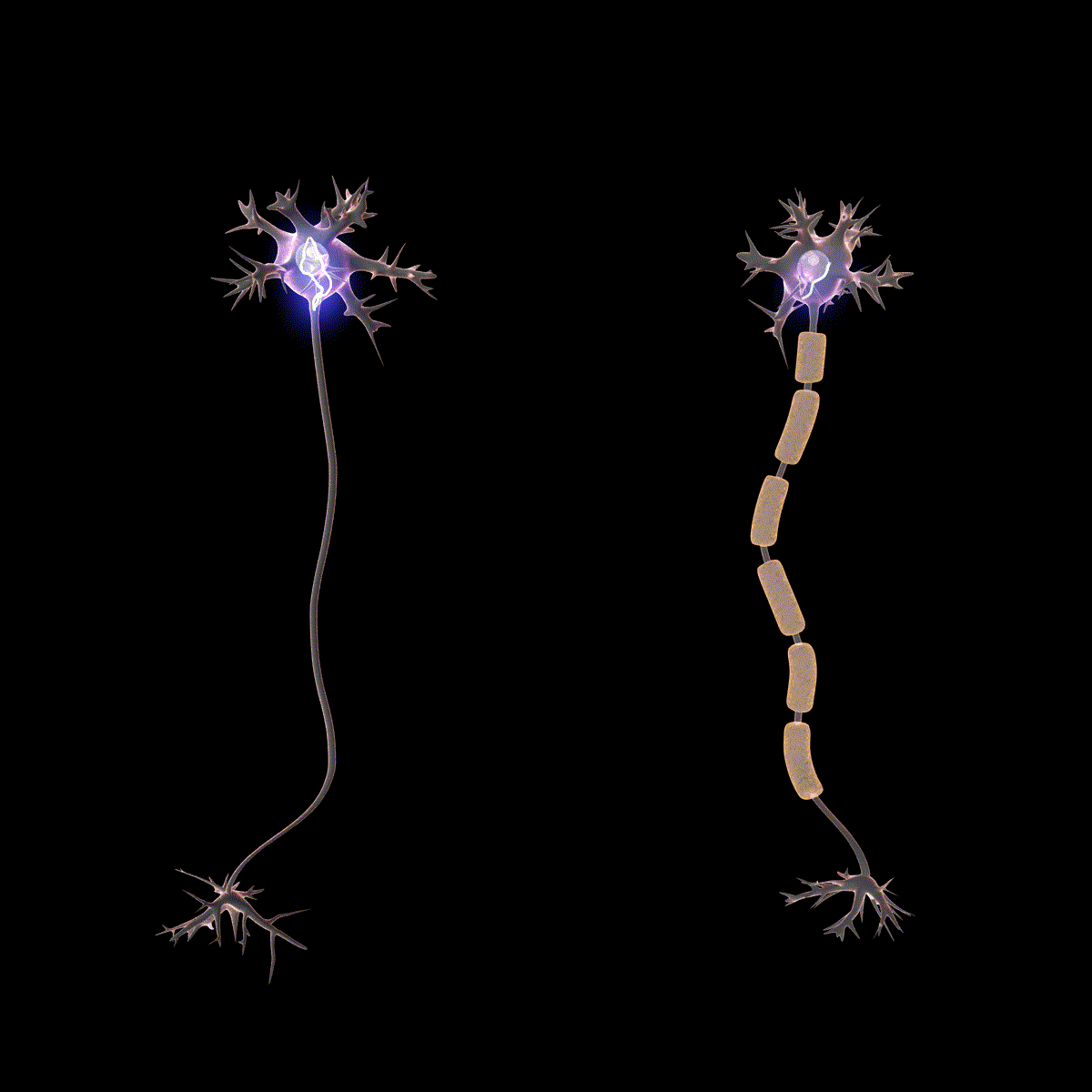 Mylin_Saltatory_Conduction.gif