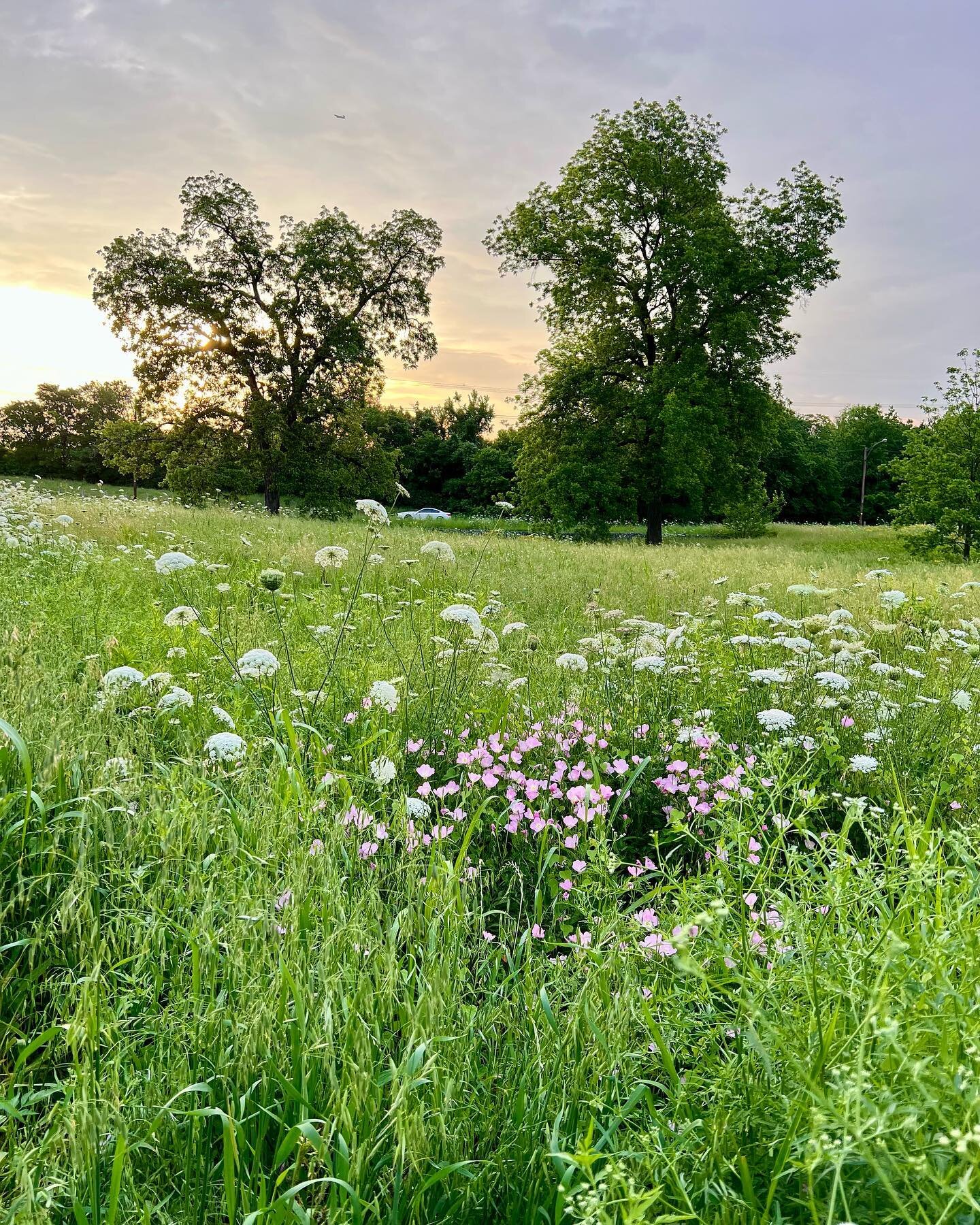 Spring meadows&mdash;no mow. #whiterocklake #sueswhiterocklake #nomowmay