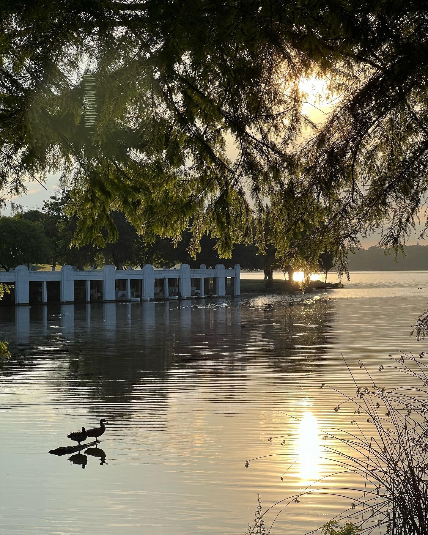 Todays wildlife report 
4th photo green heron?
#whiterocklake #sueswhiterocklake