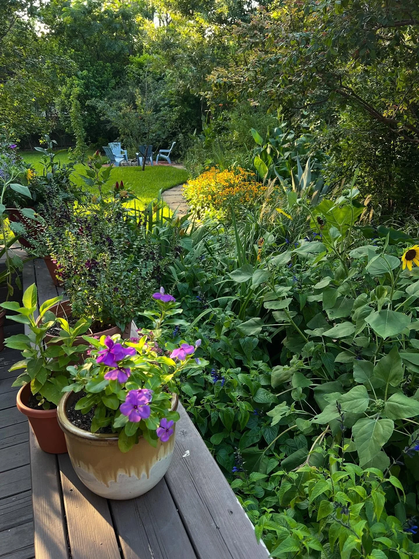 Seeking (Black-eyed) Susan. No desperation needed! #suebeesgarden