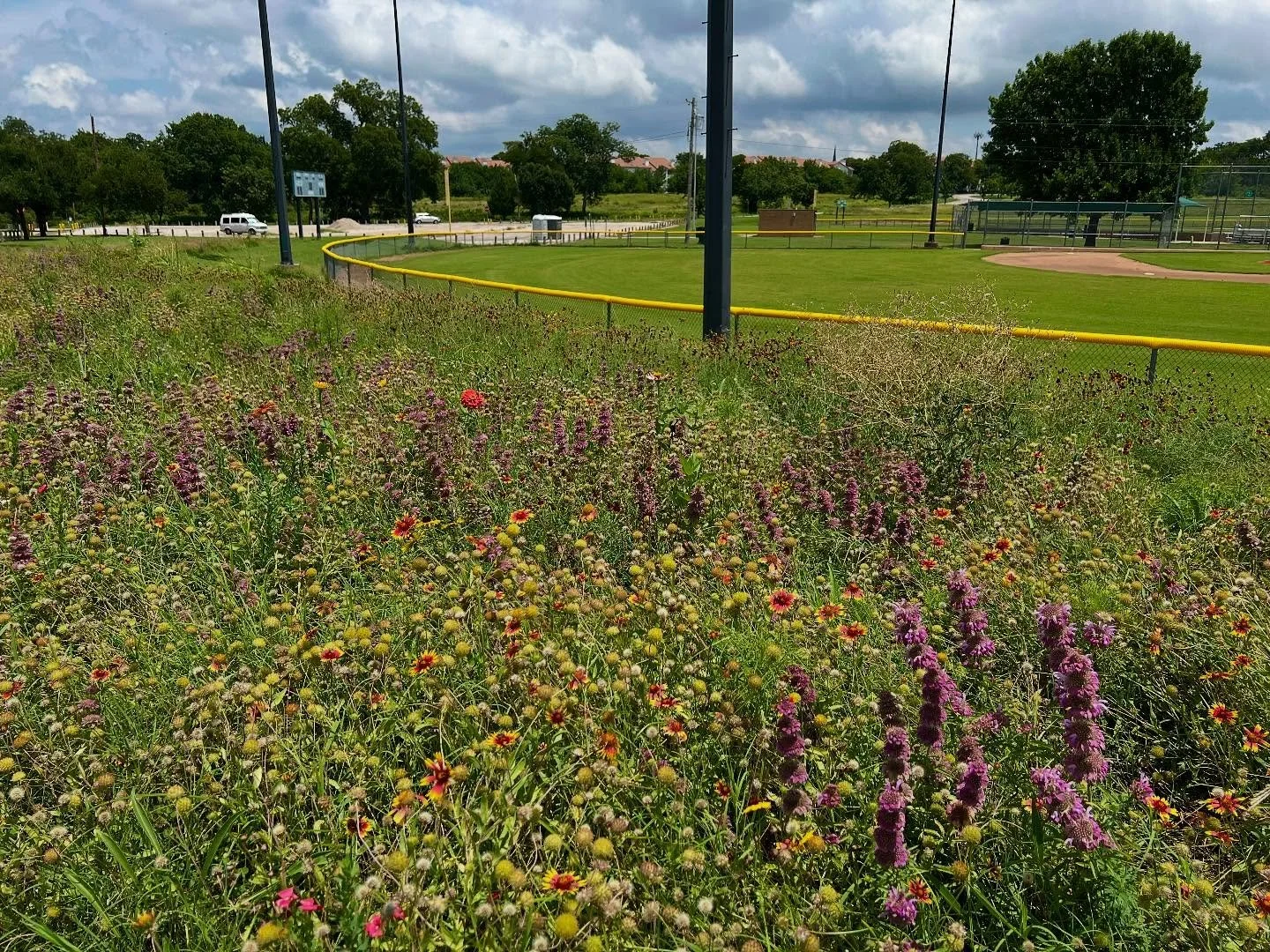 First time i noticed this fantastic strip of wildflowers plus a few fancy zinnias by the baseball fields. Has this been there in years before??? 
#whiterocklake #sueswhiterocklake