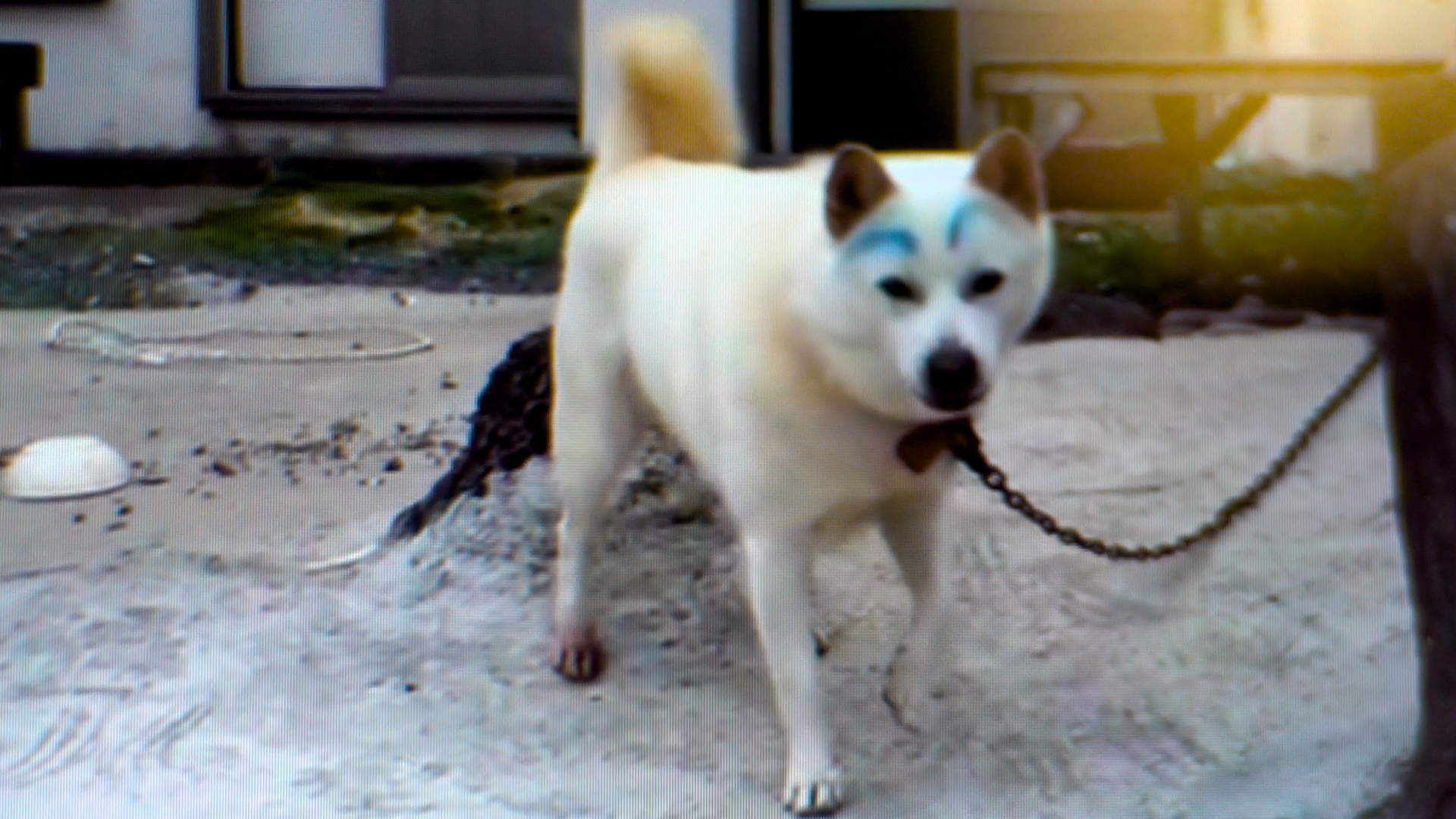 IsleOfI_Dog.jpg