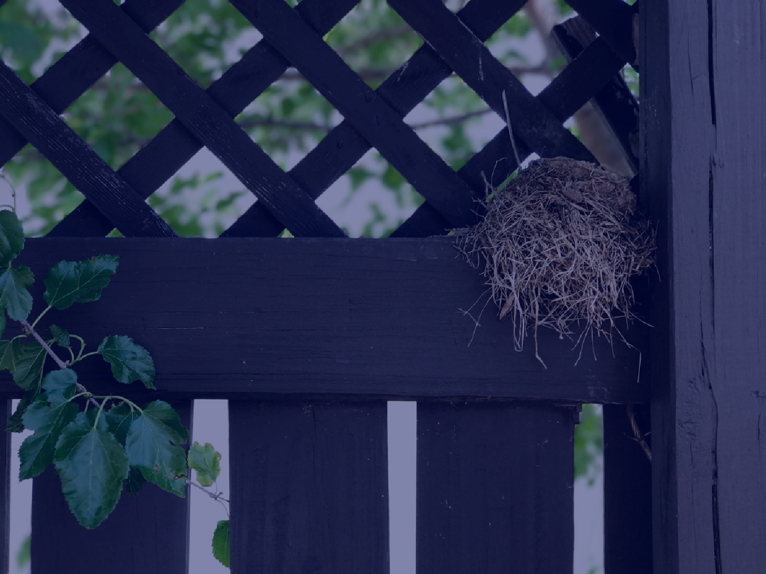 Screen Shot 2017-06-10 at 2.13.09 PM.png