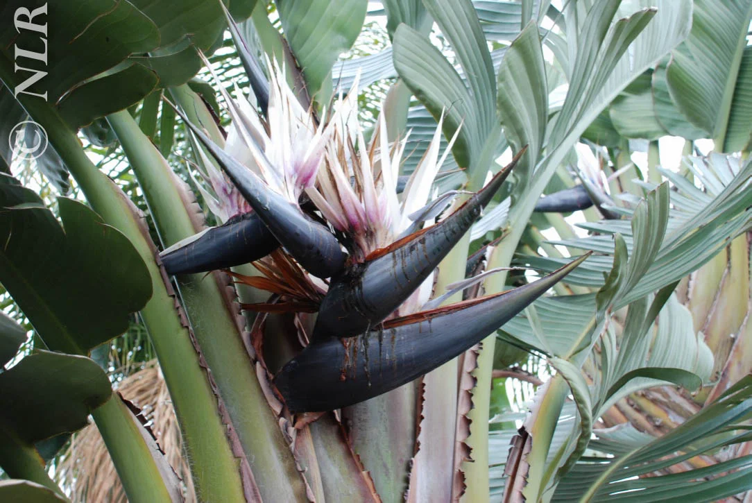 Bird of Paradise 44c.jpg