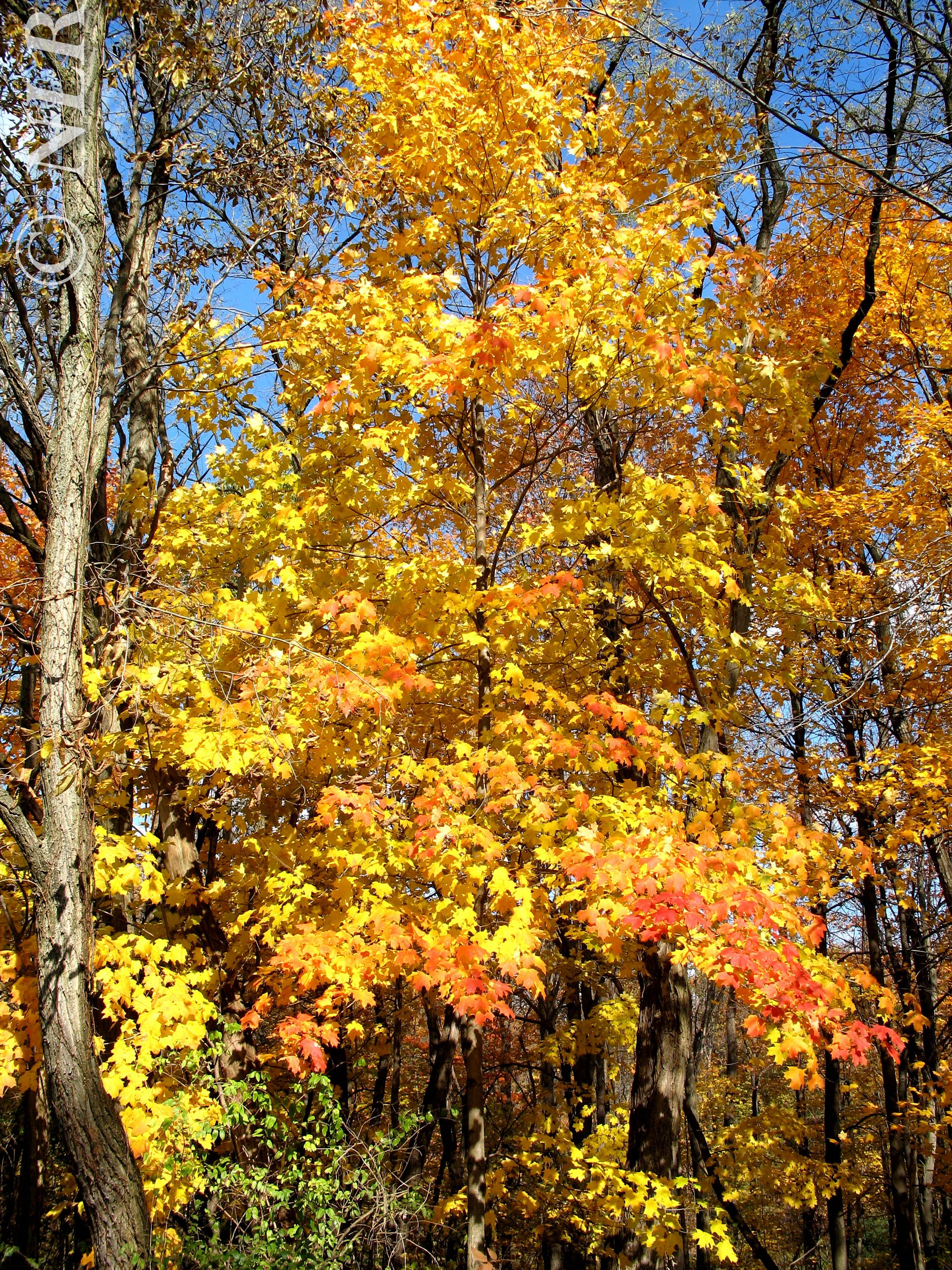 Colors Maybury Park IMG_0898.jpg