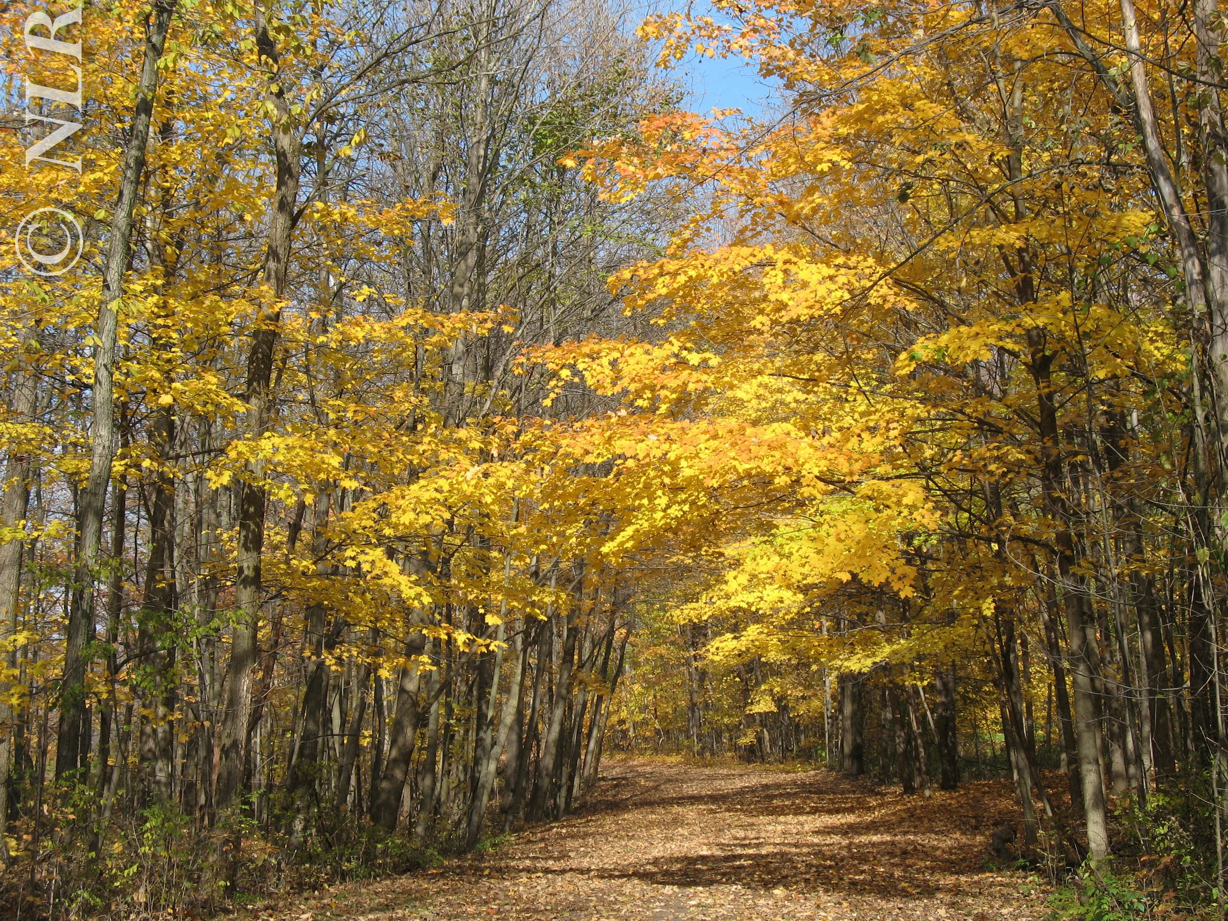 Colors Maybury Park IMG_0913.jpg