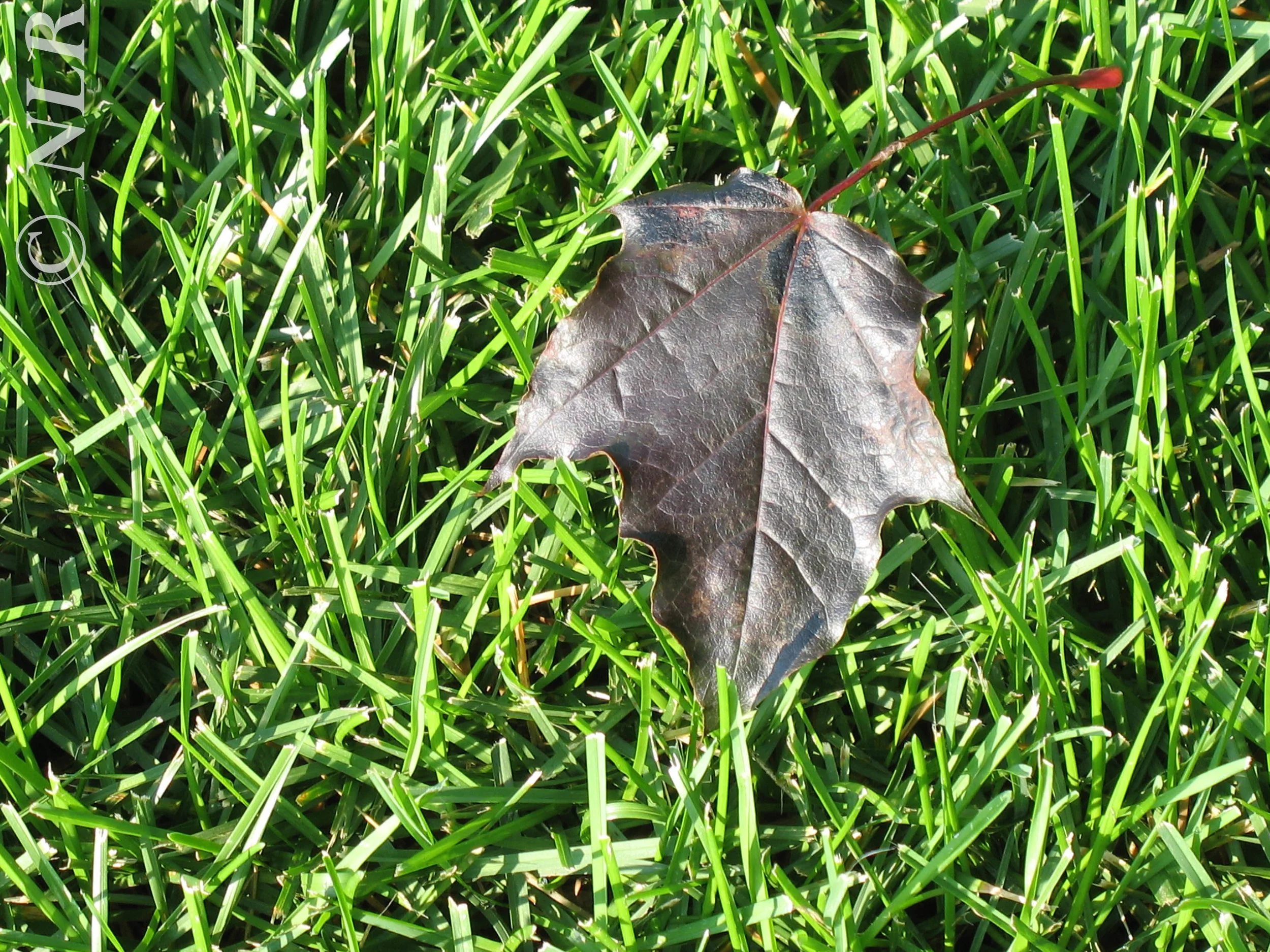 Along My Walks IMG_0552.jpg