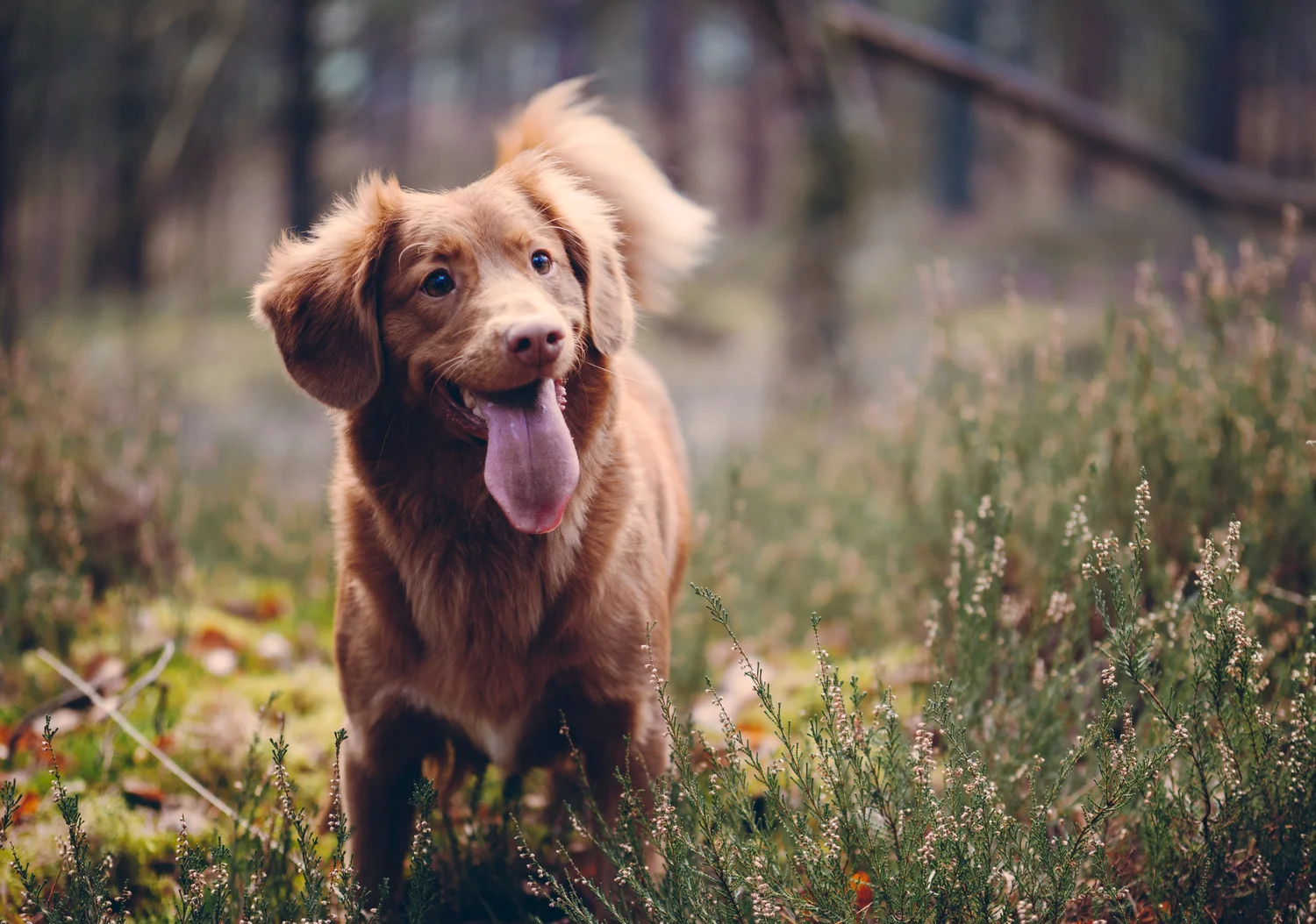Happy Tails Pet Resort Camp