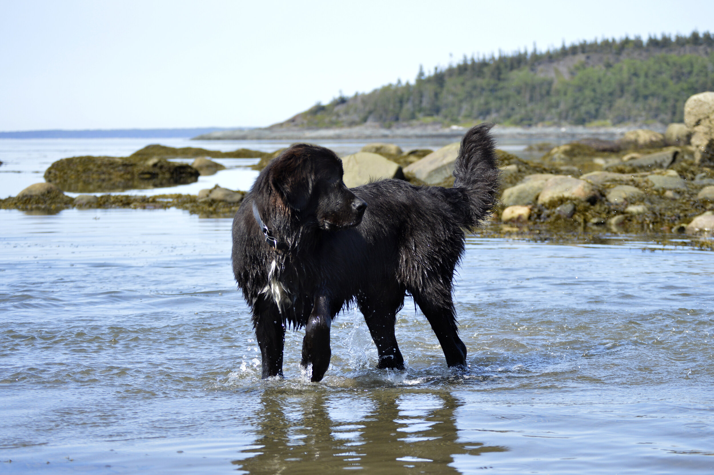 Ньюфаундленд длина реки. Ньюфаундленд. Ньюфаундленд собака. Ньюфаундленд (порода собак). Ньюфаундленд водолаз.