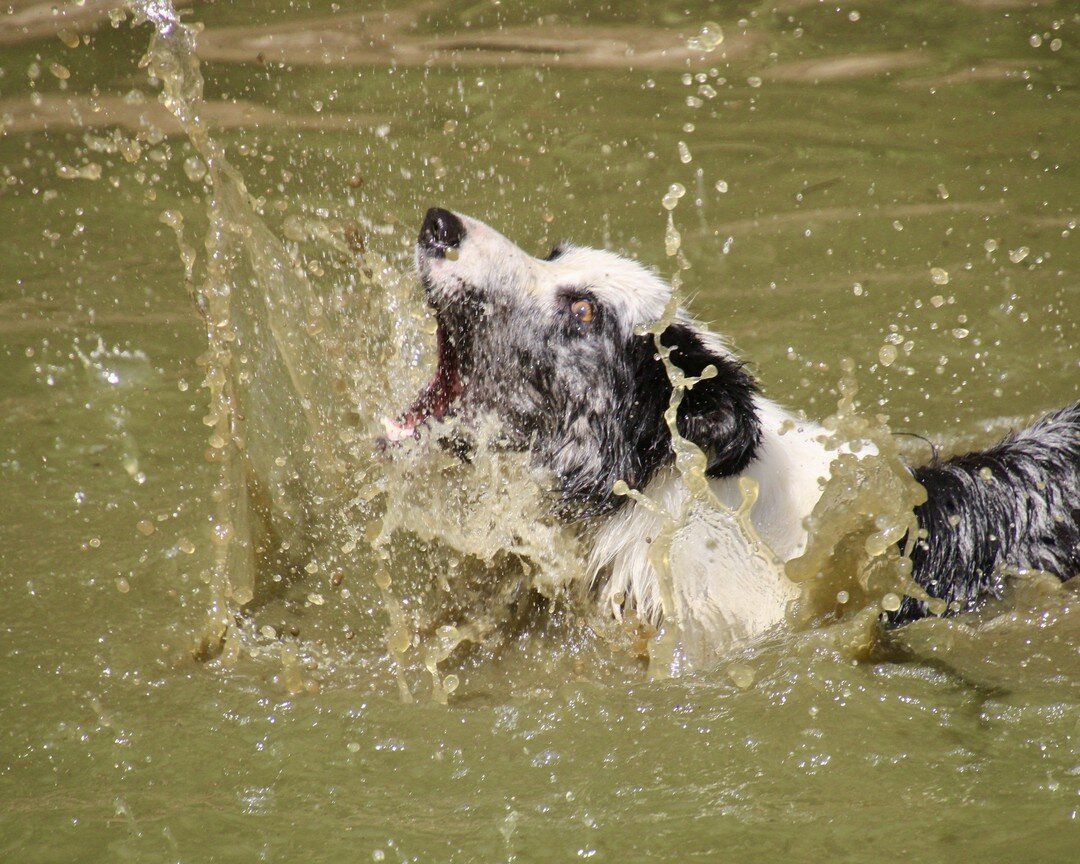 We used to stress about what to do with our pup while we head out into the woods of Northern Ontario, as he loves the outdoors, but doesn't do well in a canoe or a tent. When we discovered that there was a dog resort right on our way, we knew we need