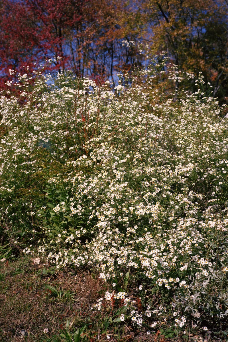 DBB004.jpg