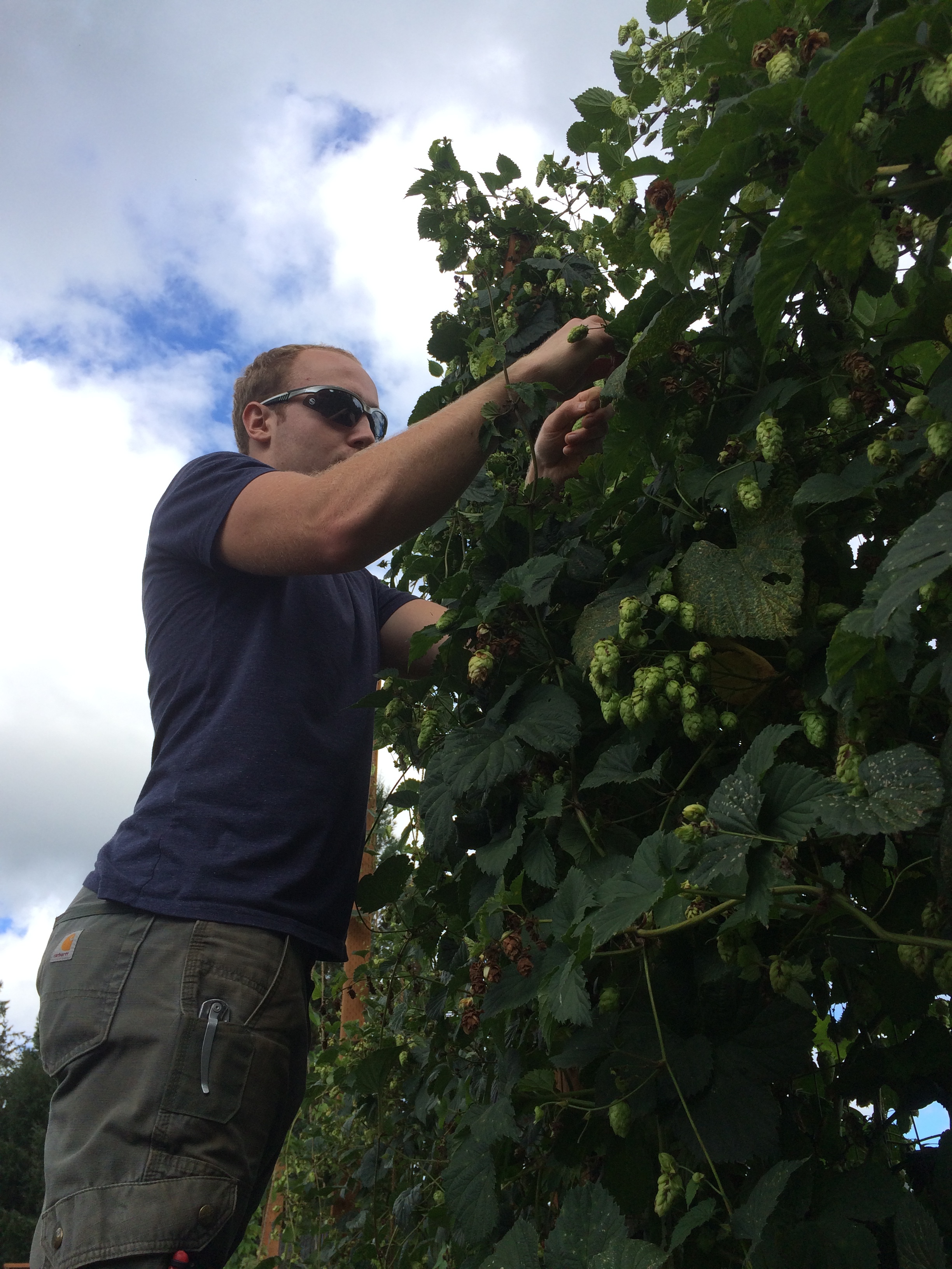 Andrew hand picking hops for a local brewery.