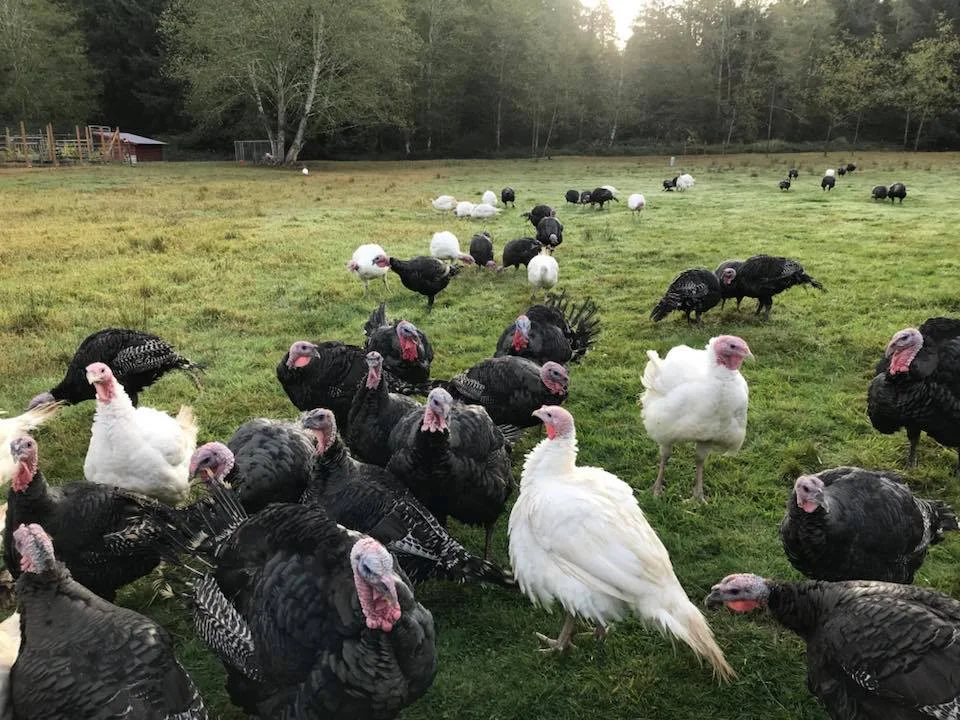 Turkeys.jpg