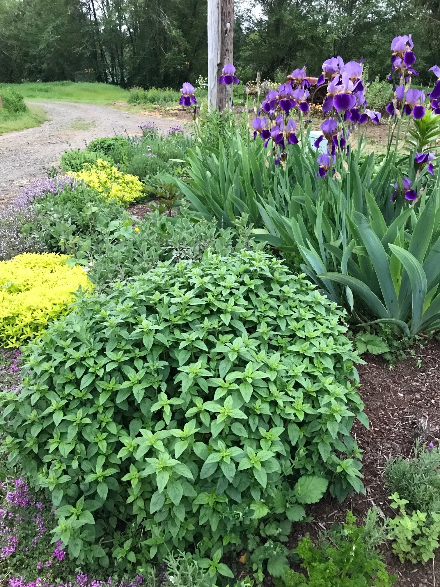 Herbs