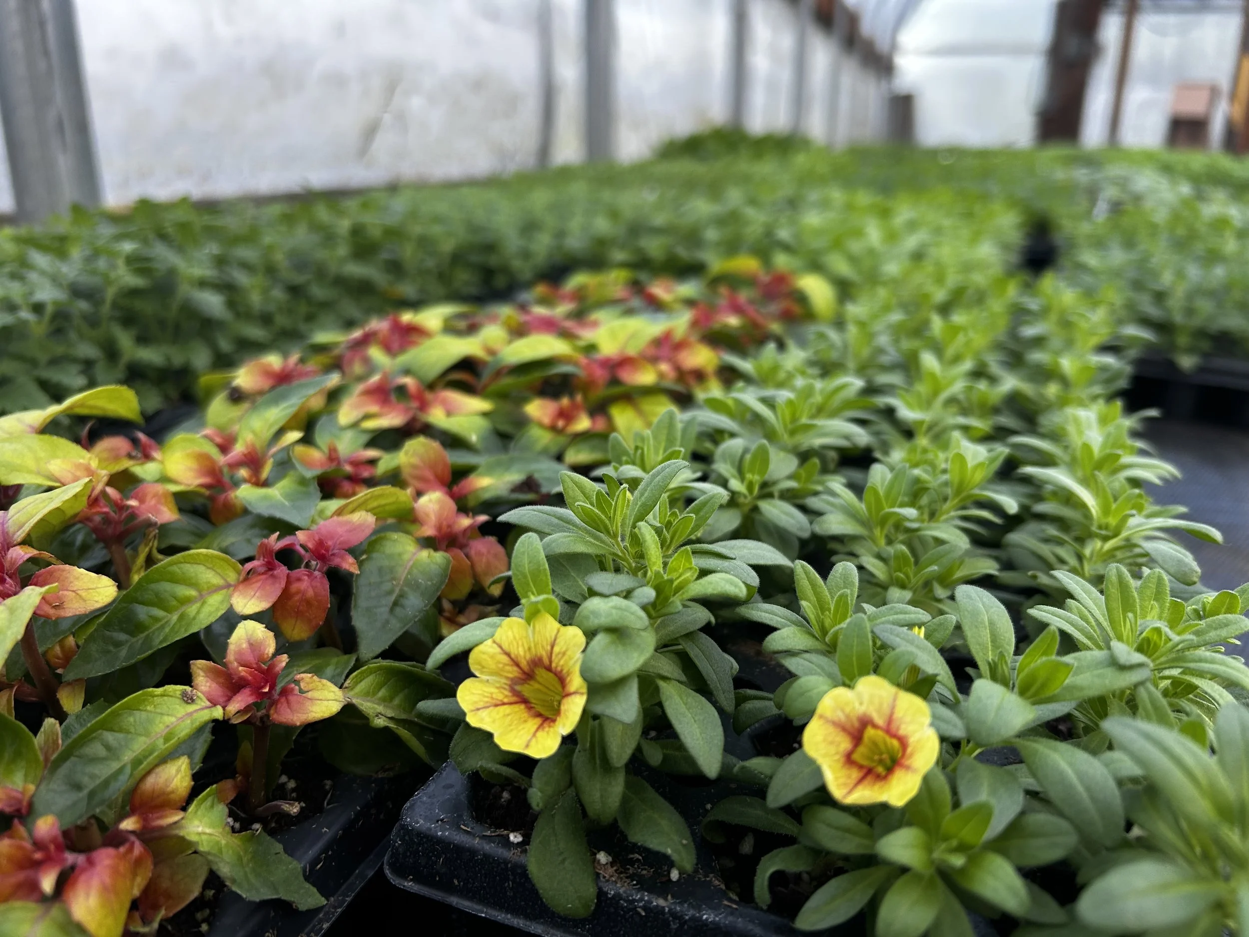 Flowers for baskets.jpg