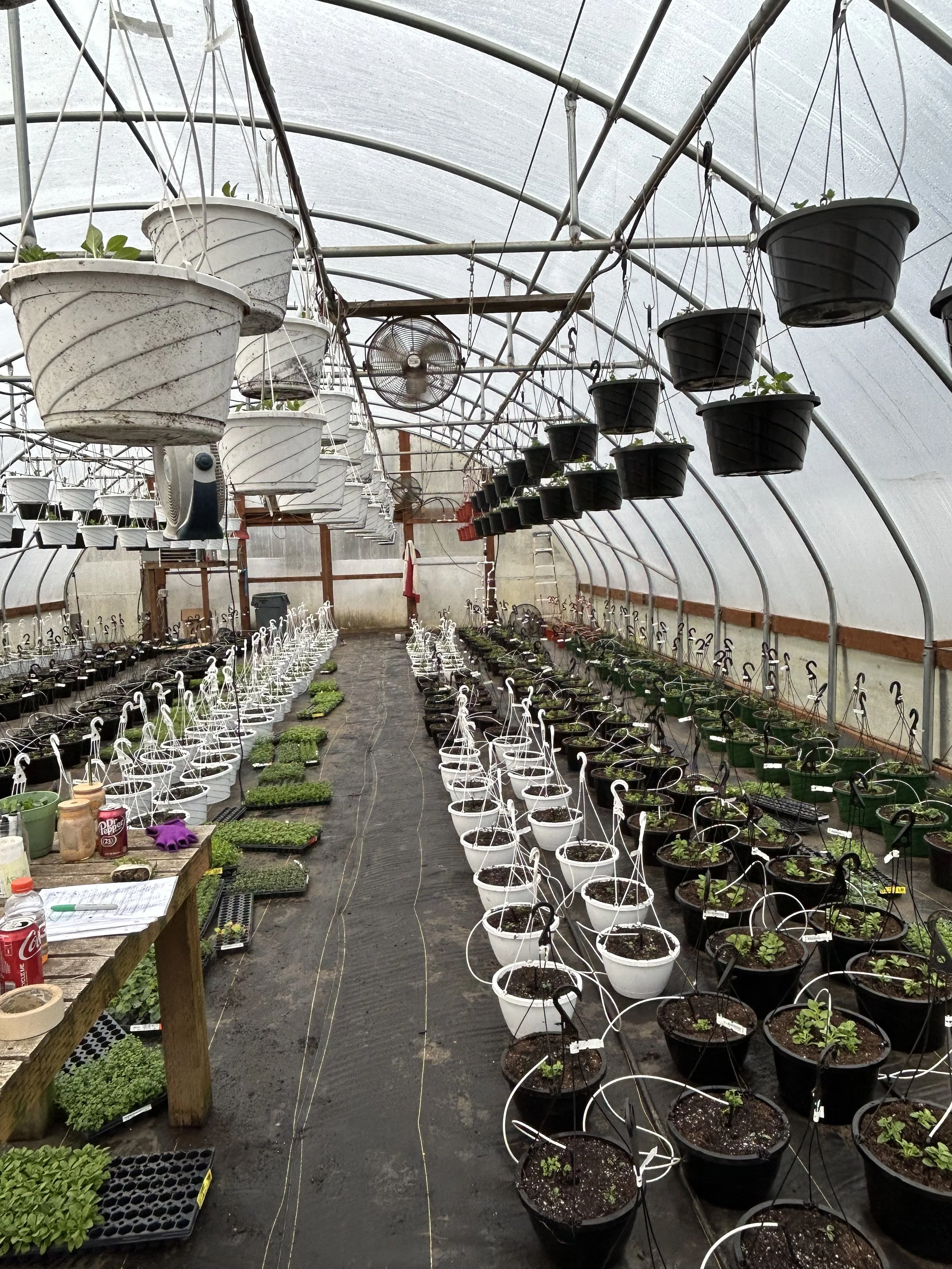 Greenhouse after.jpg