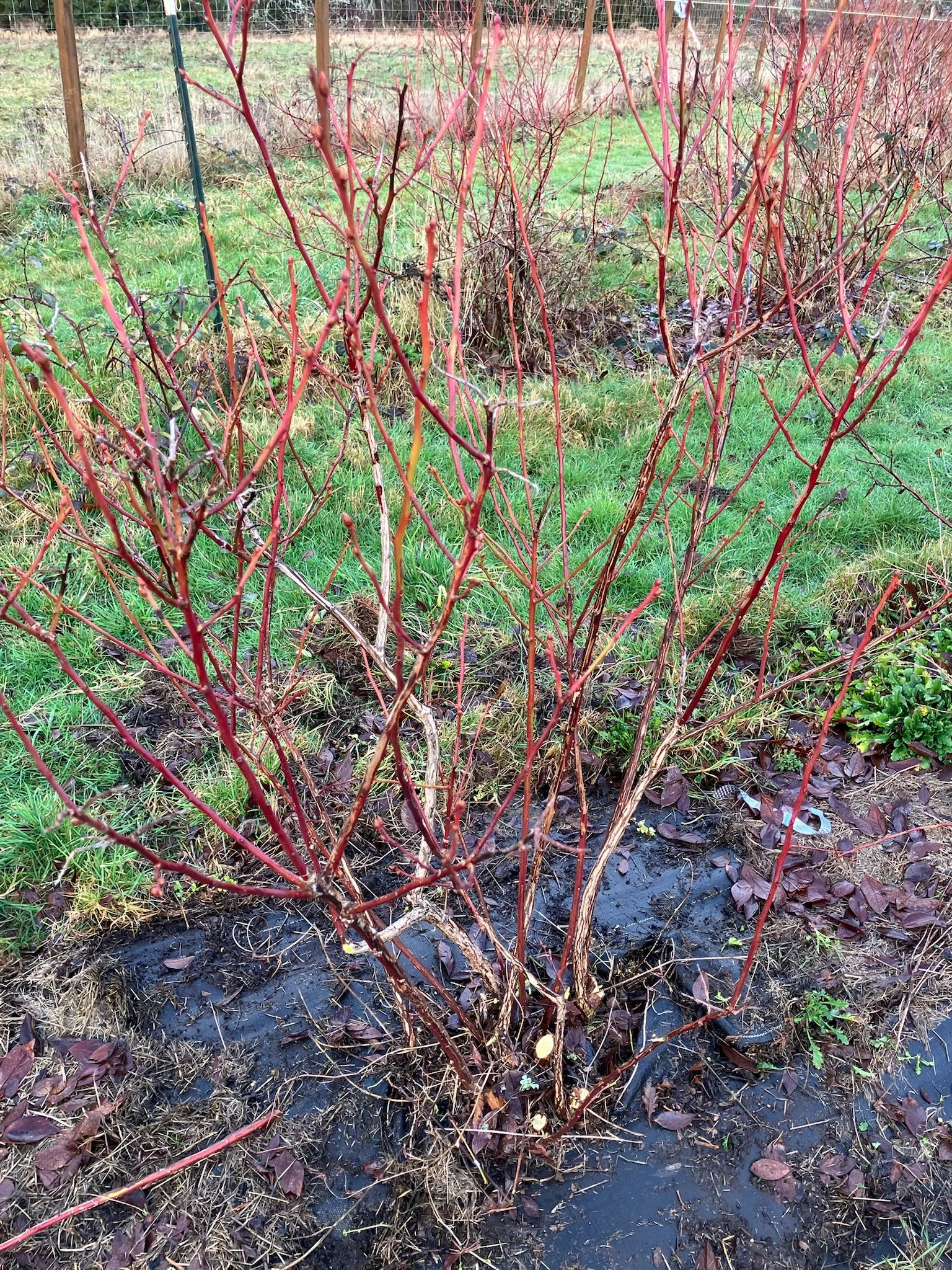 Blueberry planted pruned.JPG