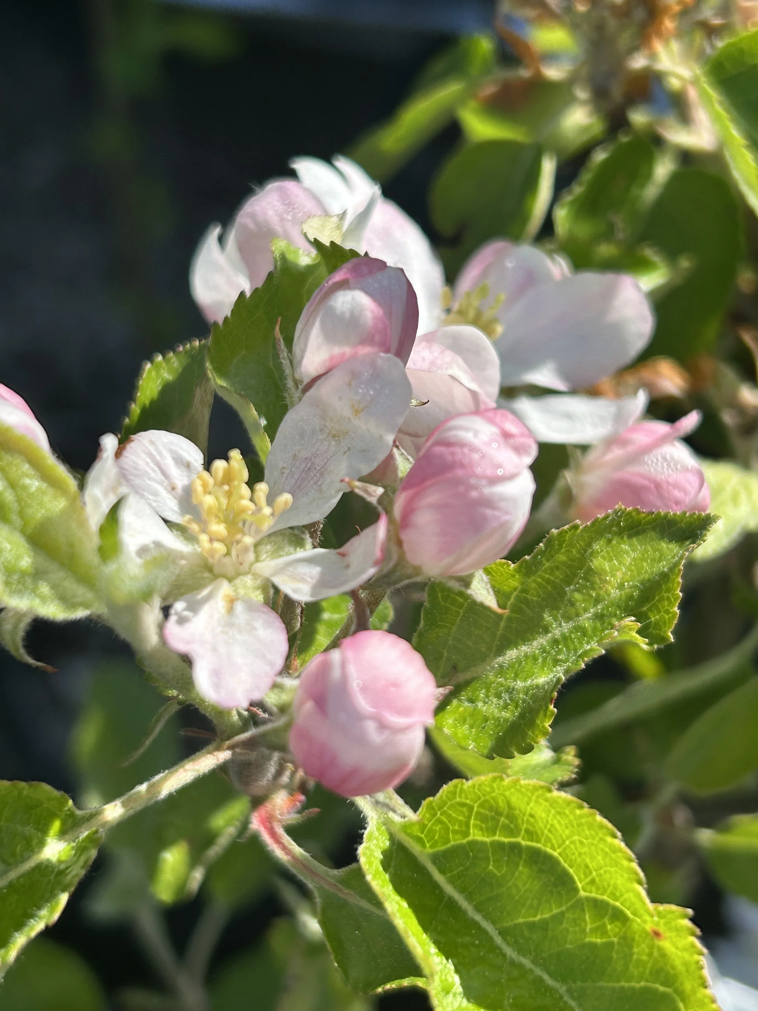 Apple blossom.jpg