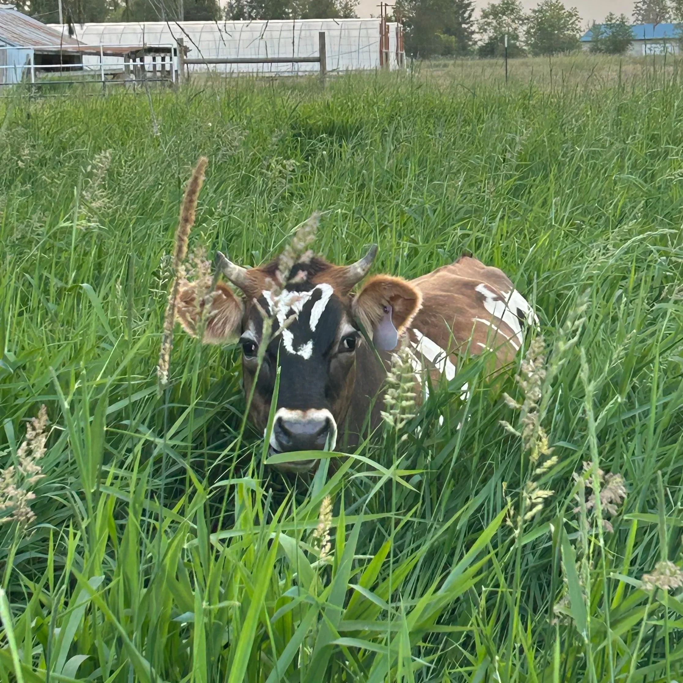 cow+in+grass.jpg