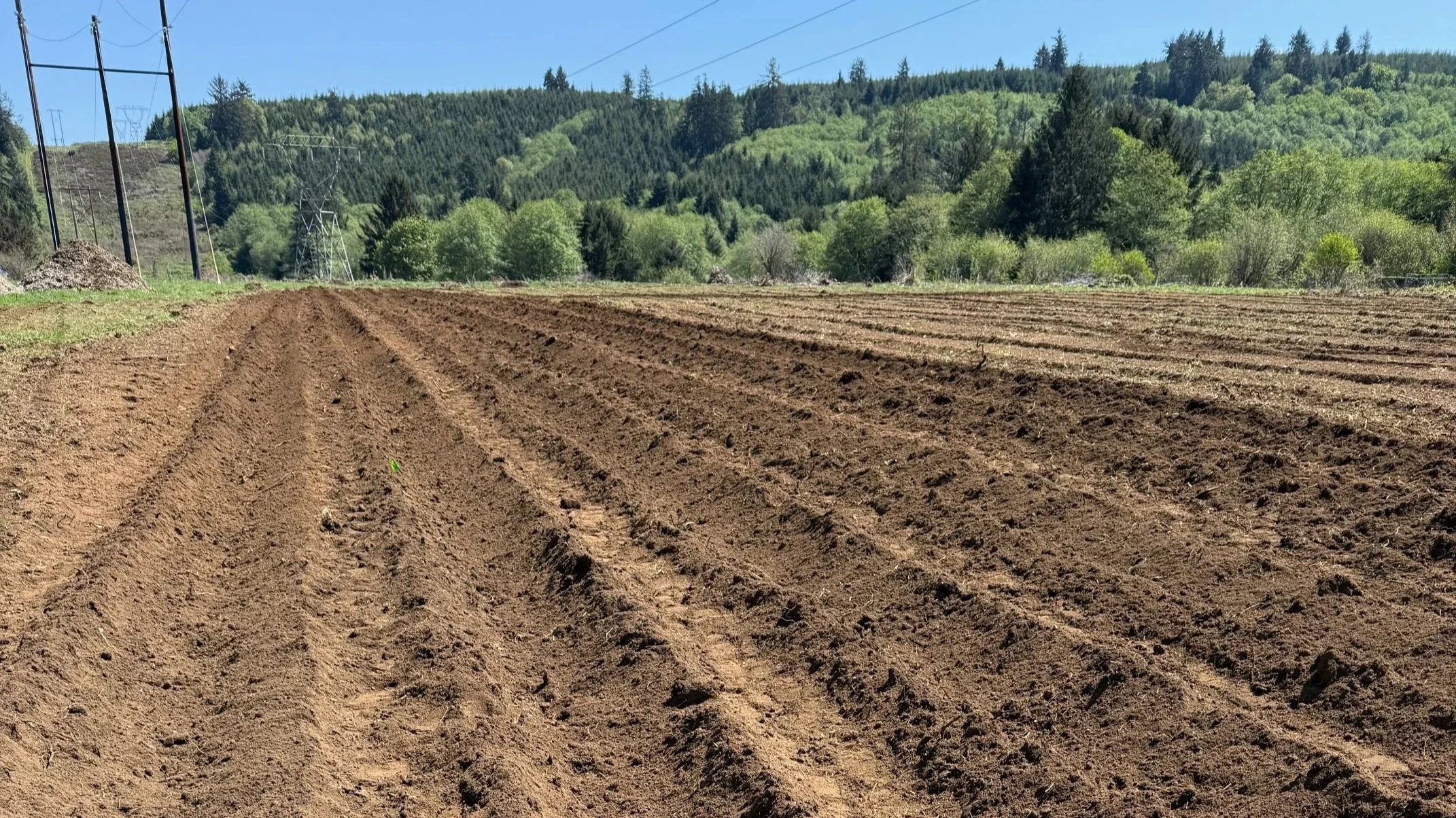Potato+Planting.jpg