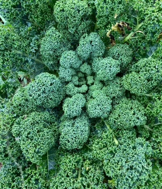 kale.jpg