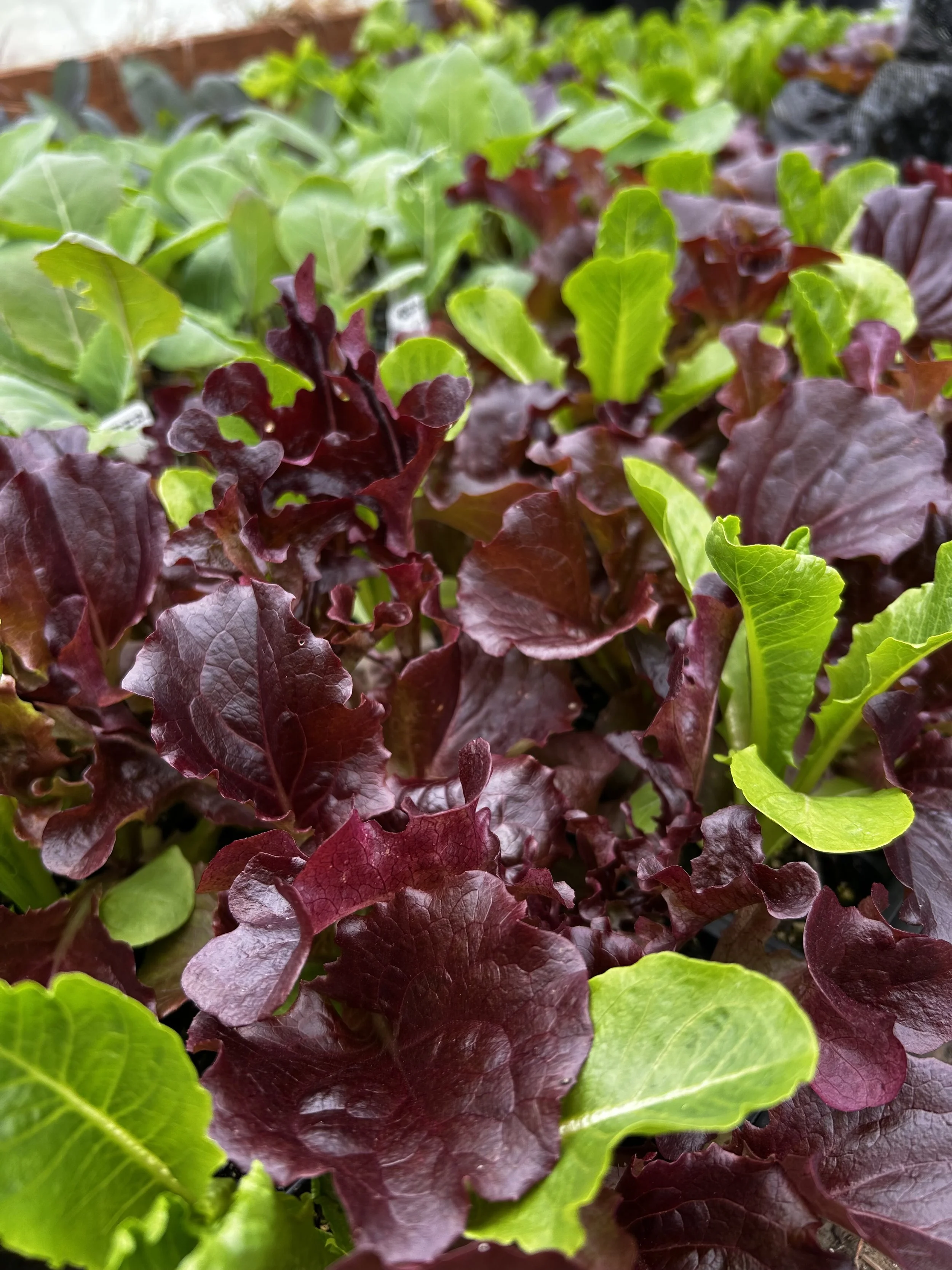 Lettuce.jpeg