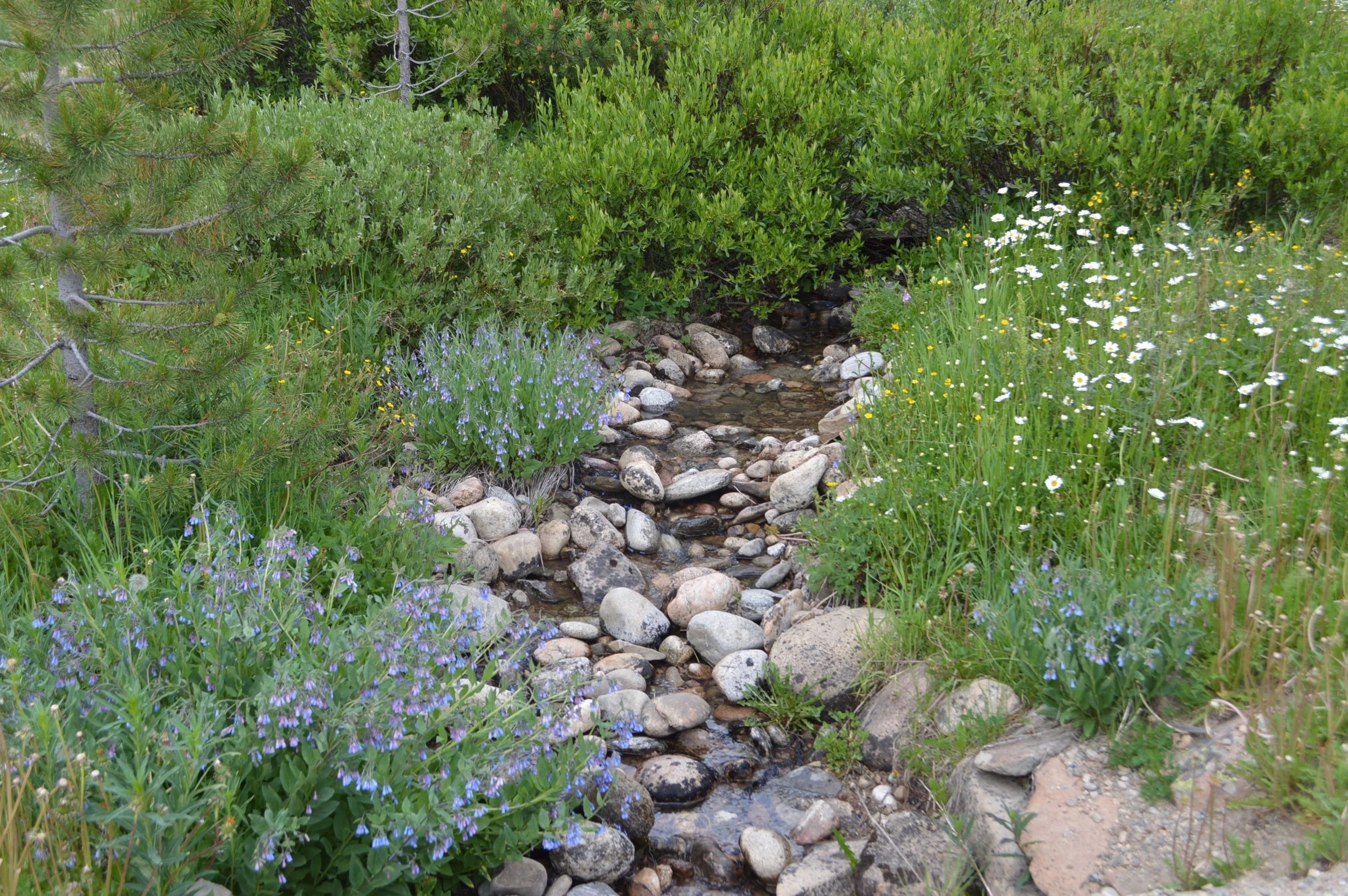 ashbrook stream.jpg