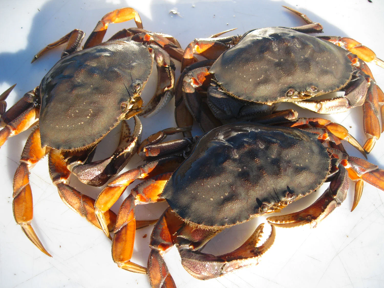 Dungeness_crab_6230.jpg