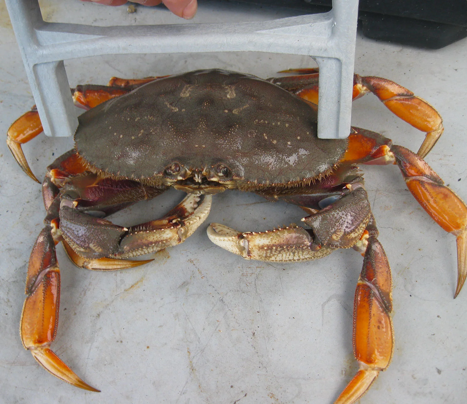 Dungeness_crab_caliper_6192.jpg