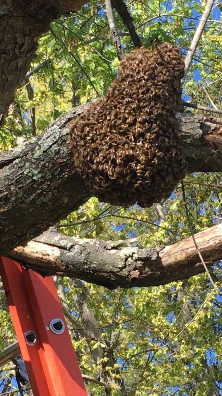 Thurs., May 19th @ 7pm - PBA Monthly Meeting