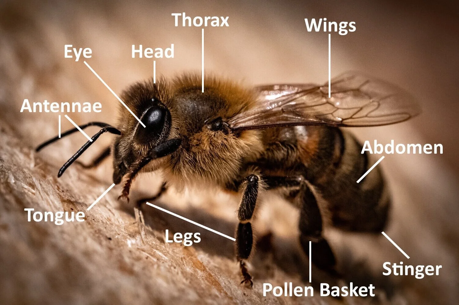 2023 Beginning Beekeeper Class Update