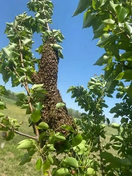 Jeff Hines found this swarm in his peach tree. 