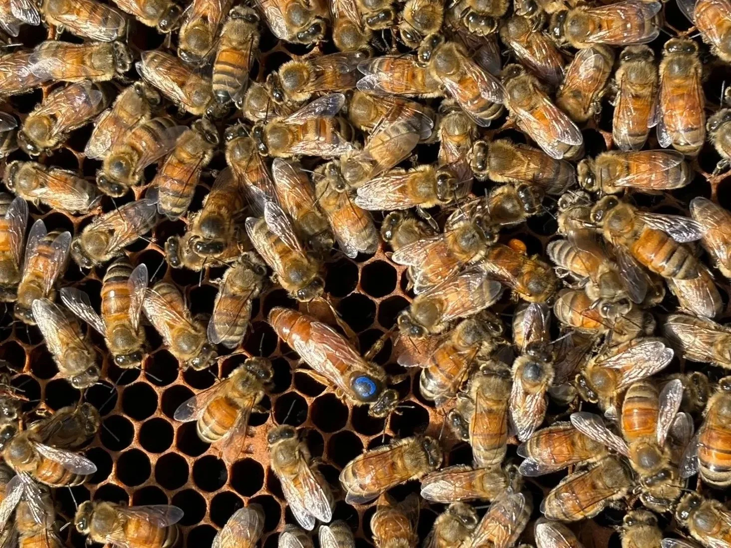 queen pic ramillia 26.jpg