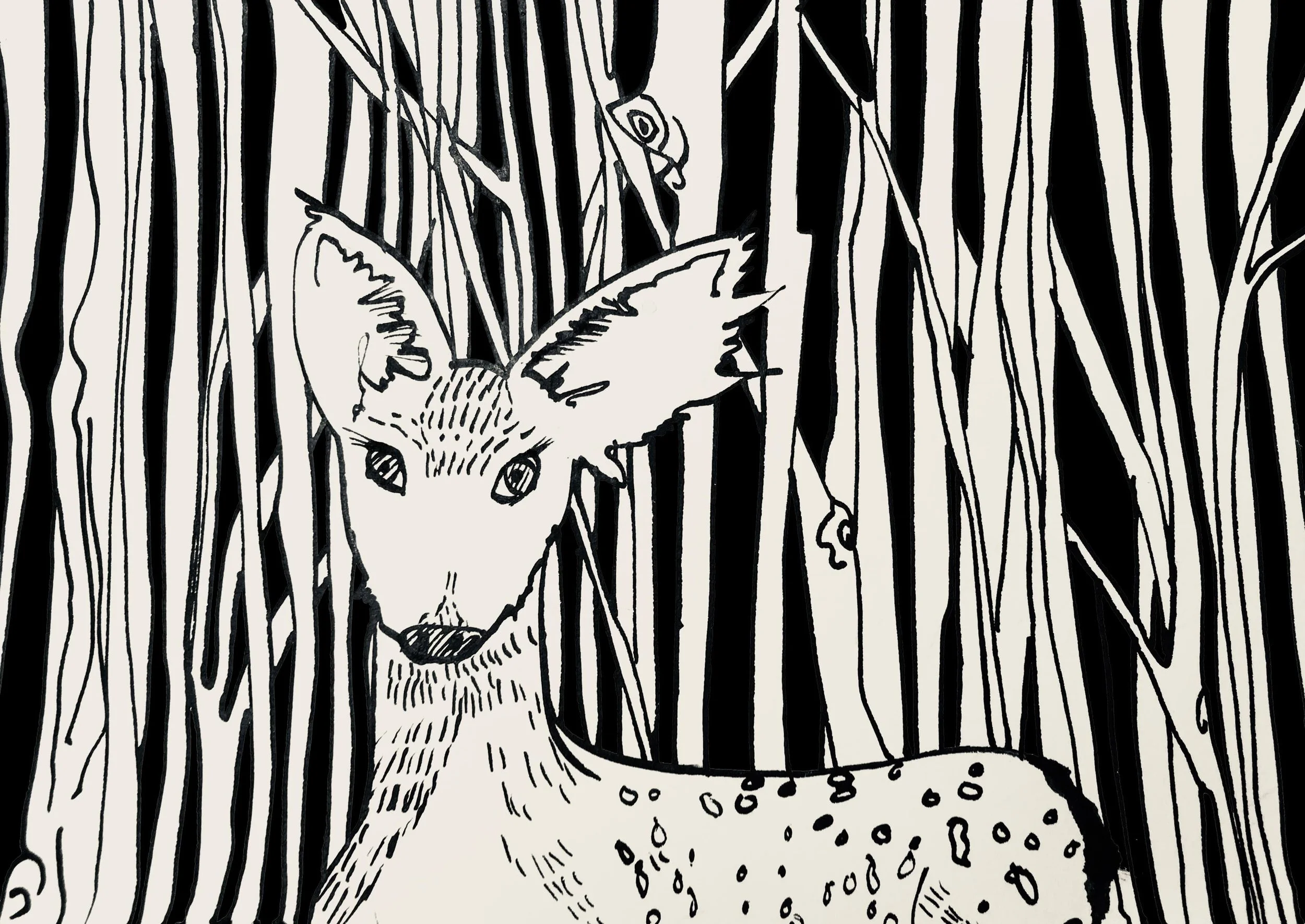 Deer