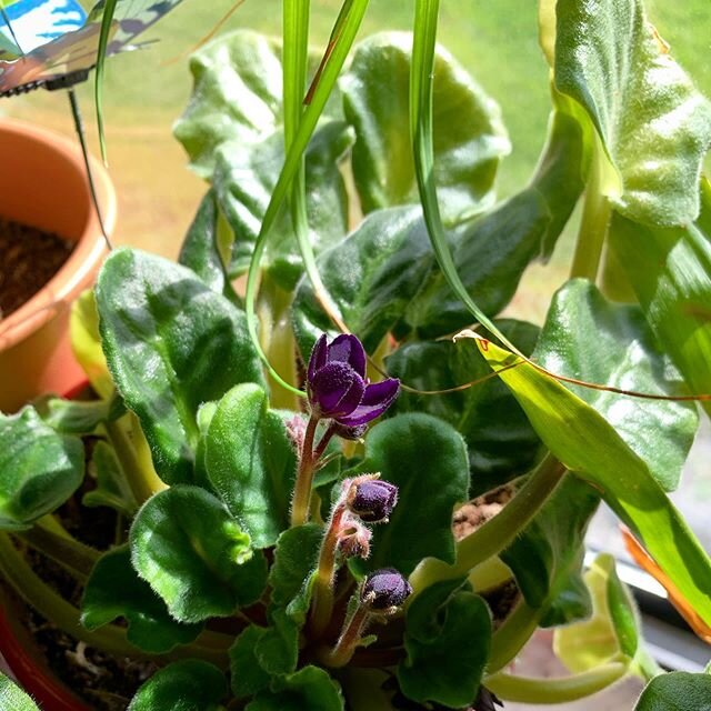 When I brought this violet home from my mother&rsquo;s, the last blooms she had nurtured were fading. I have a greener thumb than I often give myself credit for but I was skeptical I could keep it alive like she did. So I was excited when I saw buds 