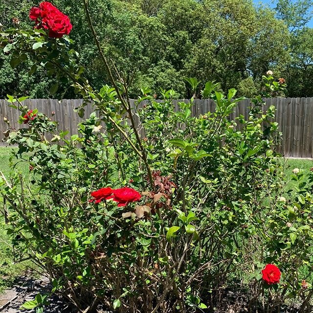 This rose bush has woven itself among other plants and it&rsquo;s rare that I get so many blooms at one time. Lots of life popping up all over the yard. Guess I don&rsquo;t have to feel bad about cutting down all those Angel Trumpets. 🤷🏻&zwj;♀️