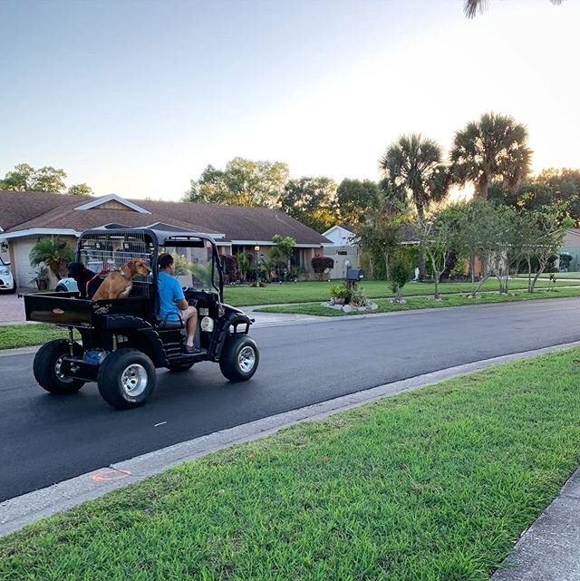 Taking your dogs for a golf cart ride has become a popular thing in my neighborhood. 🐶 🛺