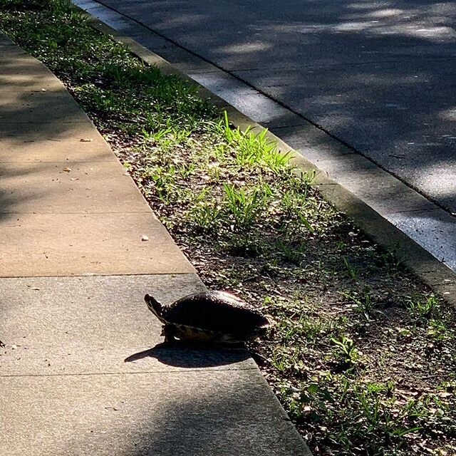 Traffic was turtle-y on this morning&rsquo;s commute. #seenonmywalk #florida #turtlecrossing