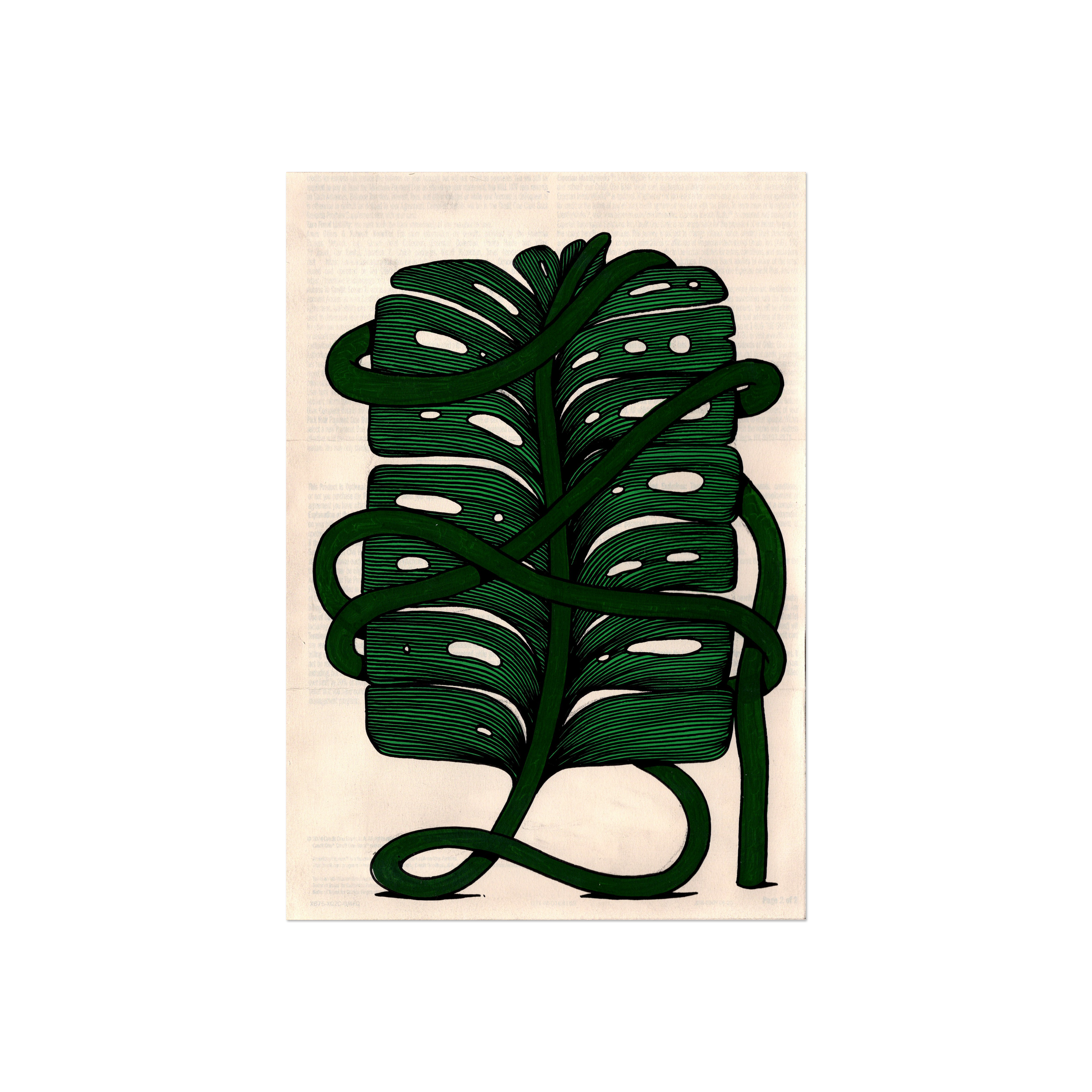 Leaf Series 2 - Monstera 2.png