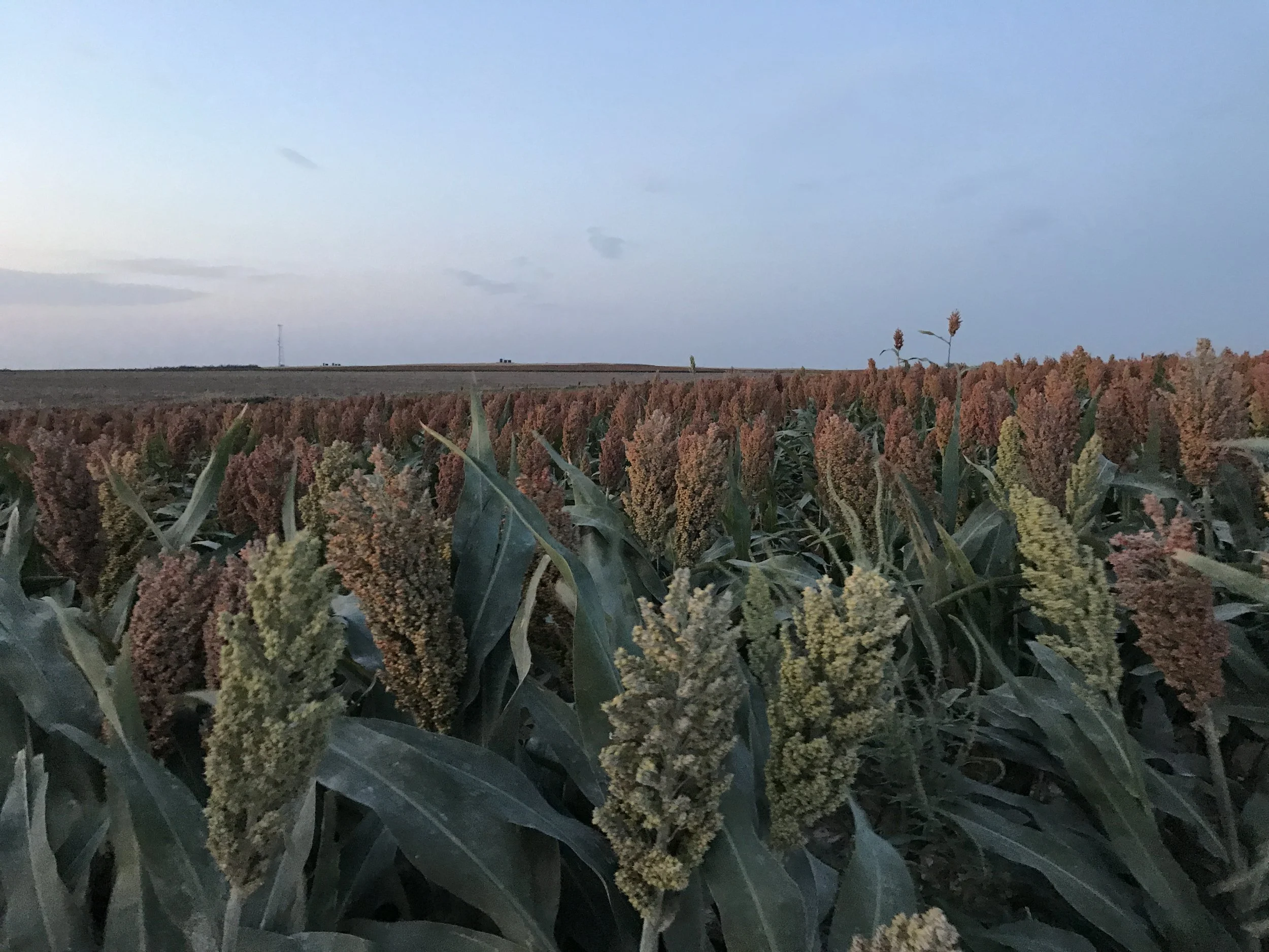 Get Ready for Kansas