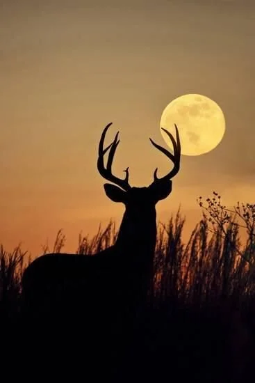 full buck moon from pinterest .jpg