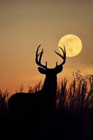 Rites of the full Buck Moon - July 2020