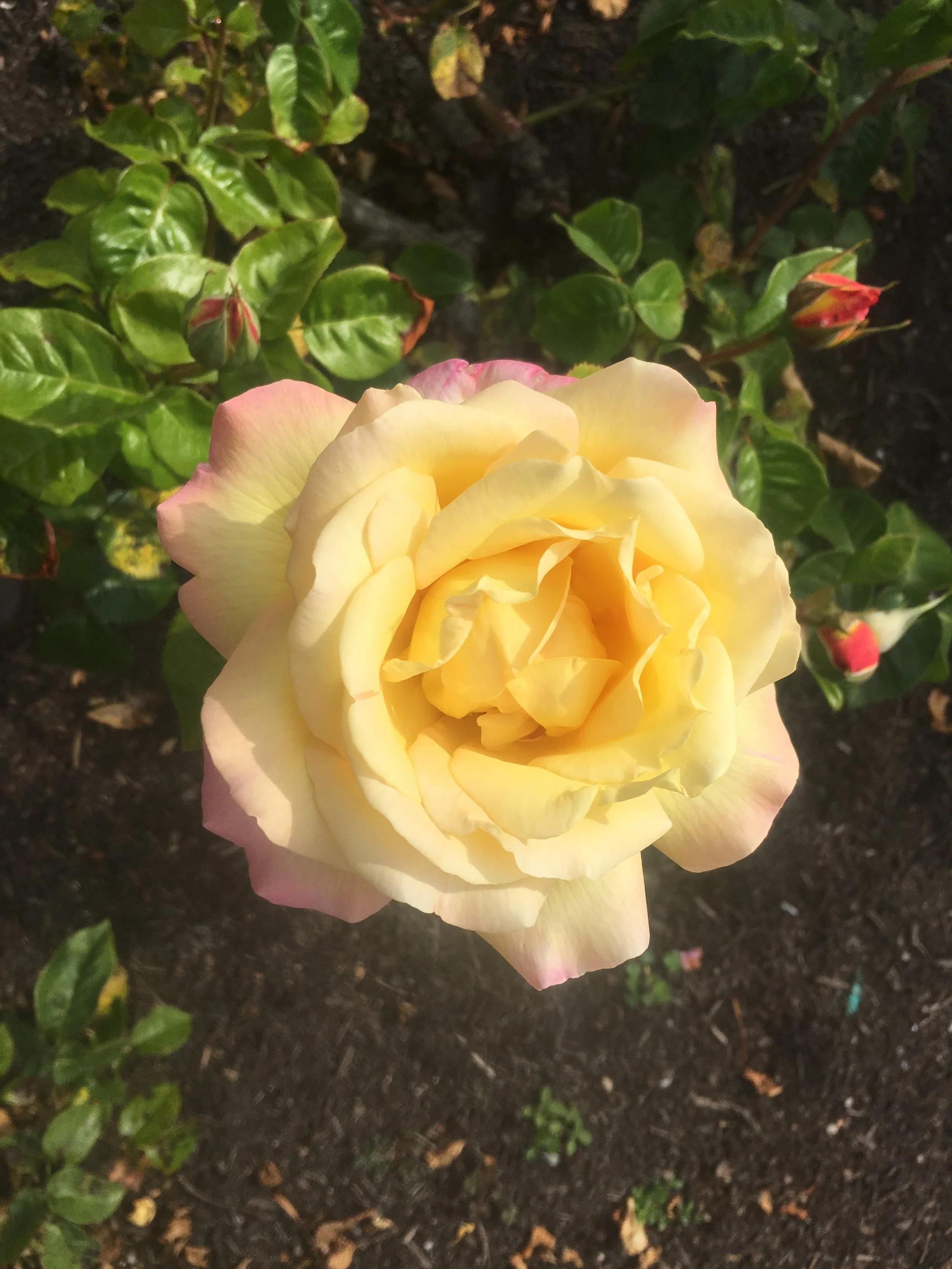 Elul: Dance of Return and Renewal