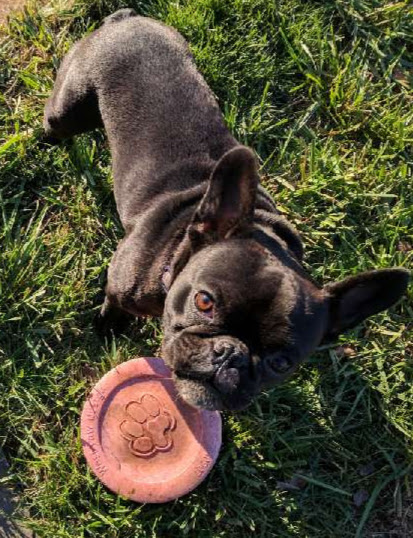 Dog Training Agility Frisbee