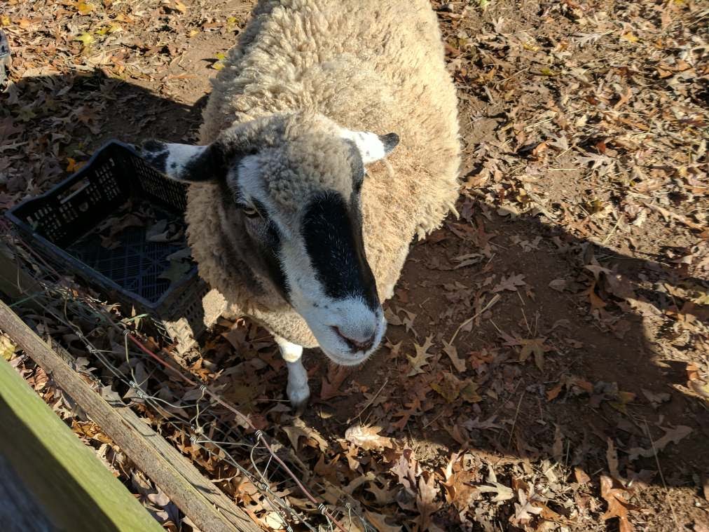 farm care sheep care