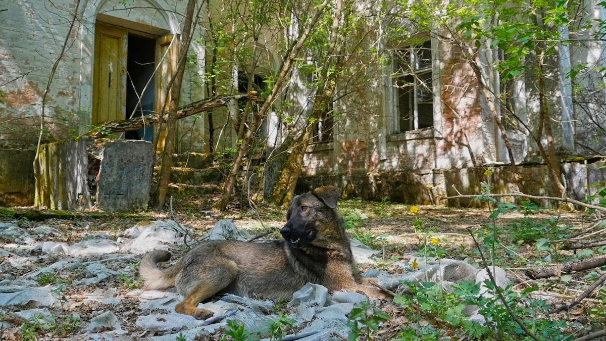 Doggy-in-Zalissia-1200x675.jpg