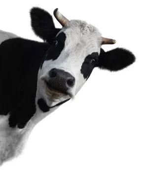 Cow.ashx.jpeg